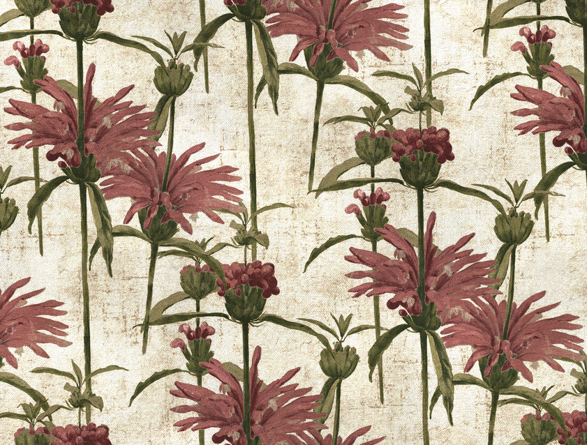 RHS Botanicals on Velvet - Henry Moon Lion's Tail: Rose
