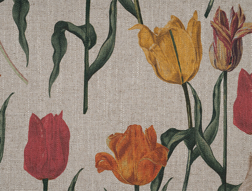 Spill Resistant RHS Pieter van Kouwenhoorn Tulips: Natural