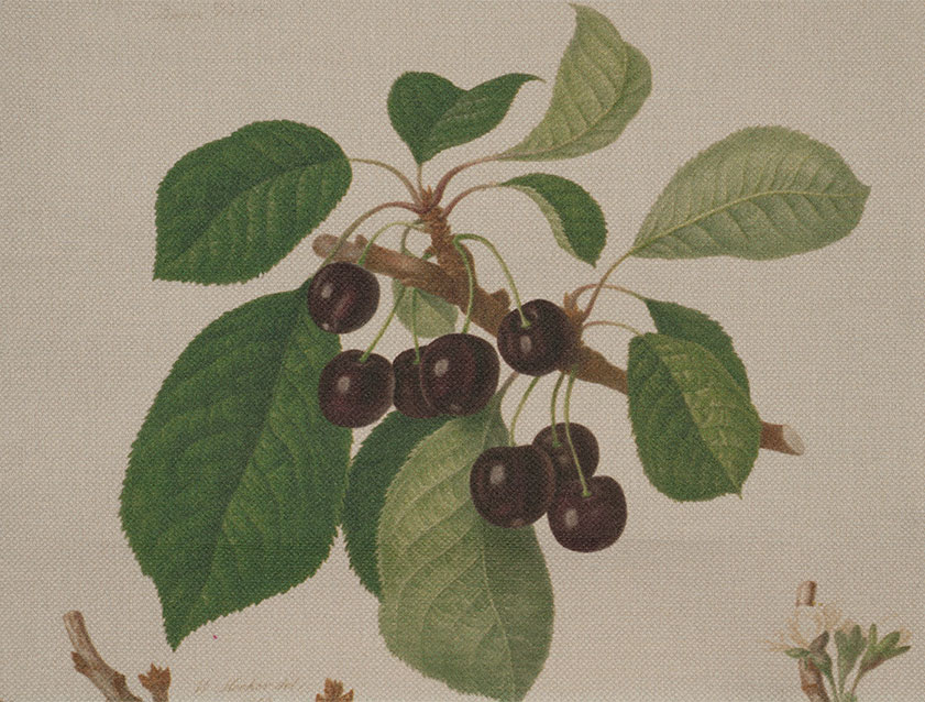 Spill Resistant RHS William Hooker Design: Fruit